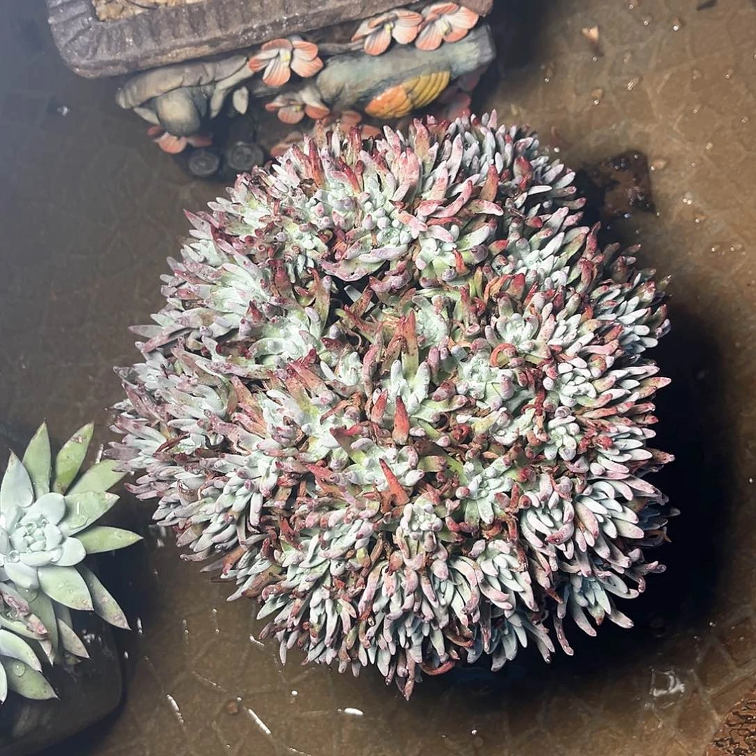 杰****2格诺马杂交大板子缀化