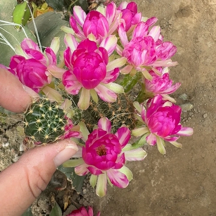 203紫荷花歪无根侧牙2到3公分左右，20包邮