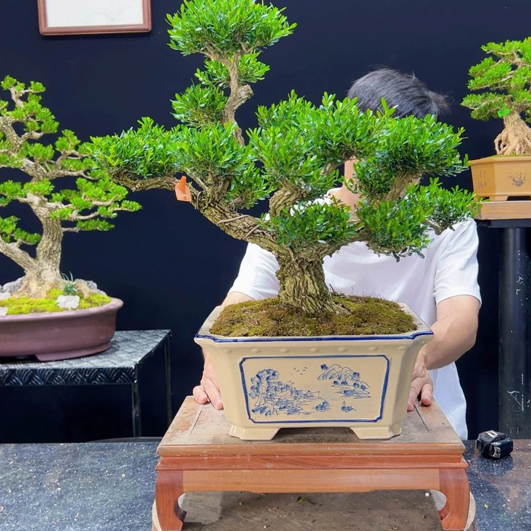 黄杨盆景老桩四季长青