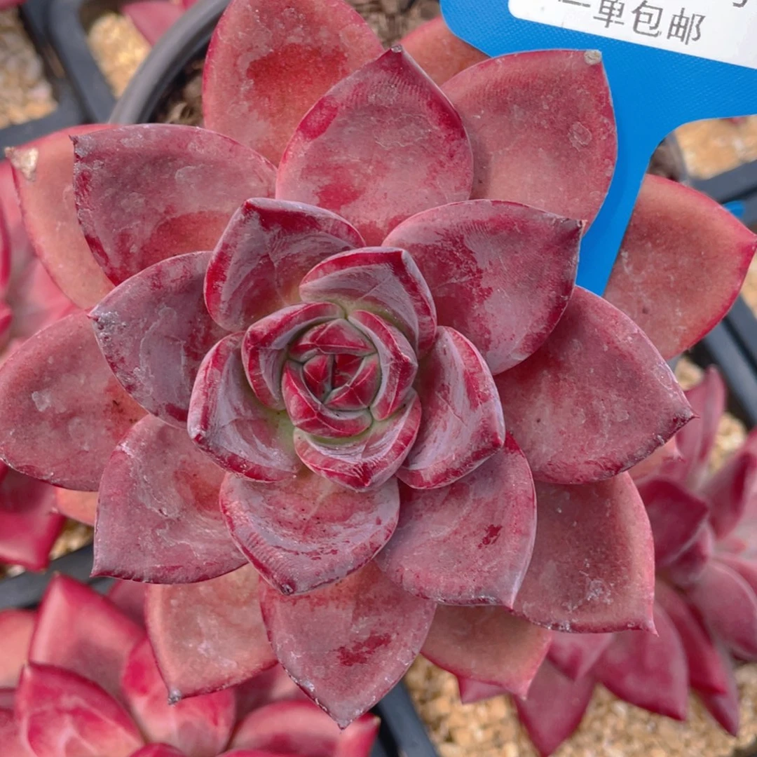 0627-3-红糖卡大单头一颗