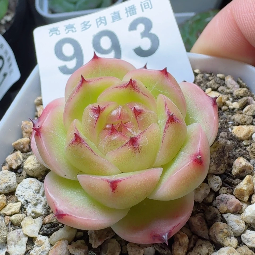 金辉珍妮            精美多肉植物