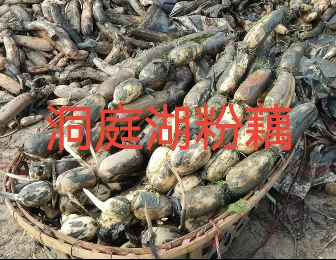 湖南洞庭湖益阳农家粉藕新鲜现挖粉糯香甜