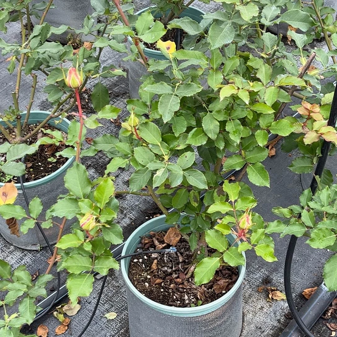 无花朵海洋之谜，1.8加仑土球发货