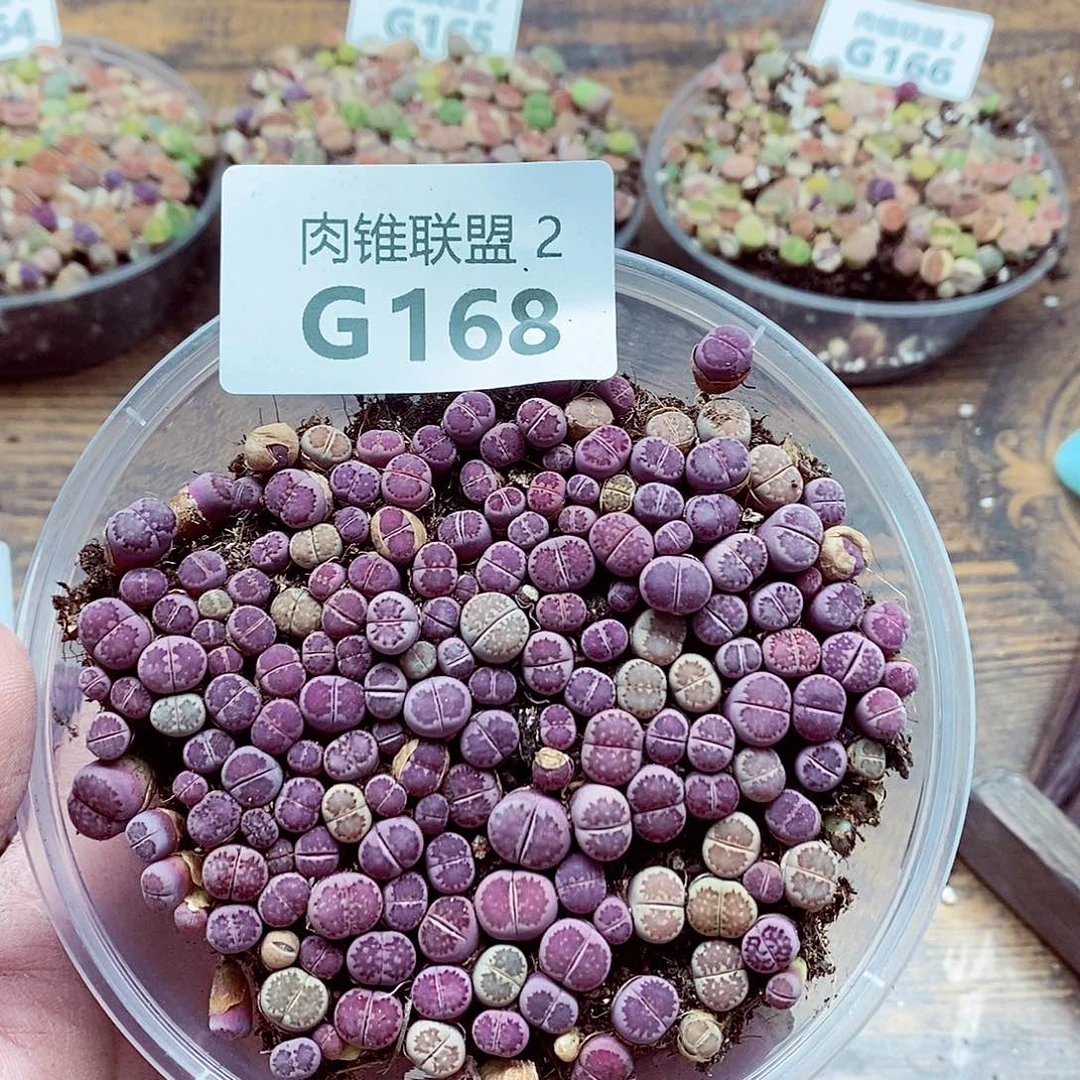 168啊啊啊啊啊啊