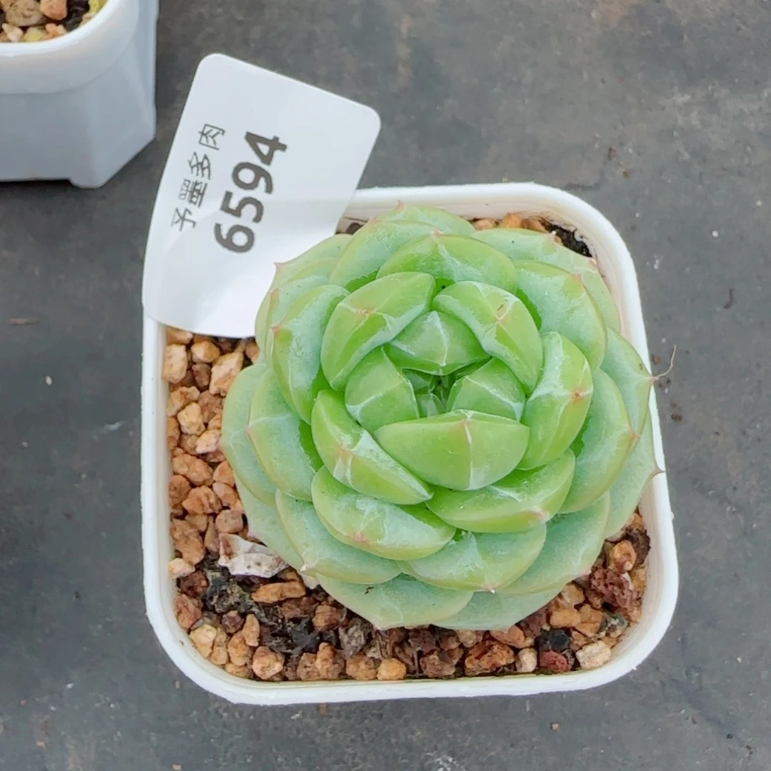 财富密码，6594多肉植物