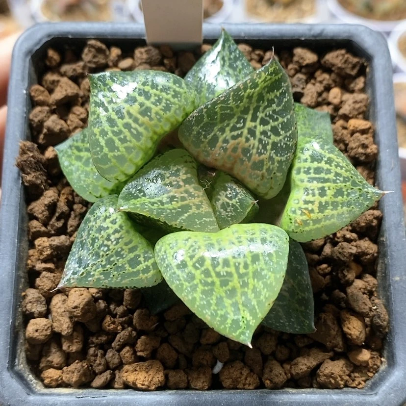 【闪购商品】39白鲸康平
