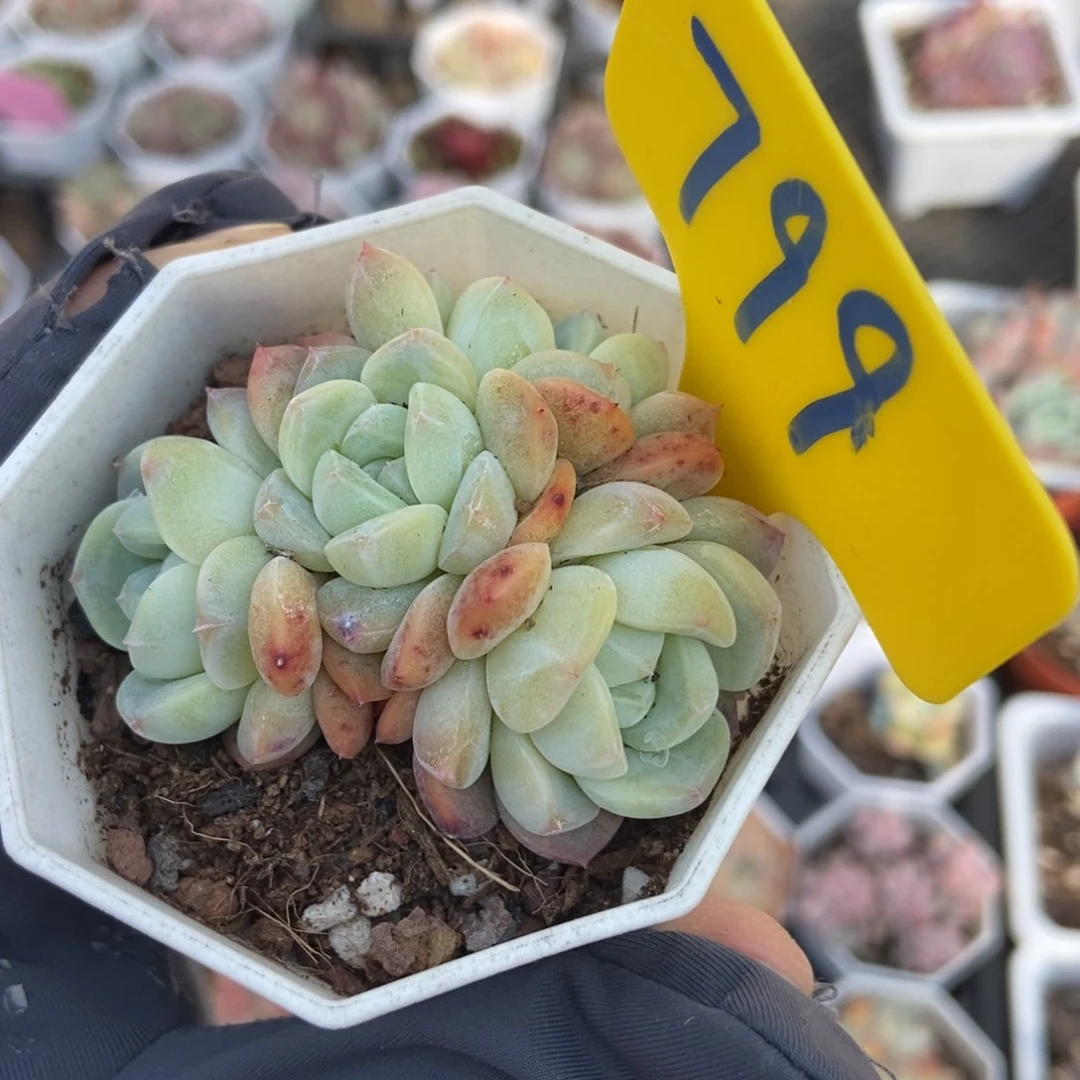 799梦冰多肉植物保护