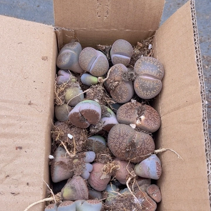 一箱母本888888888888888