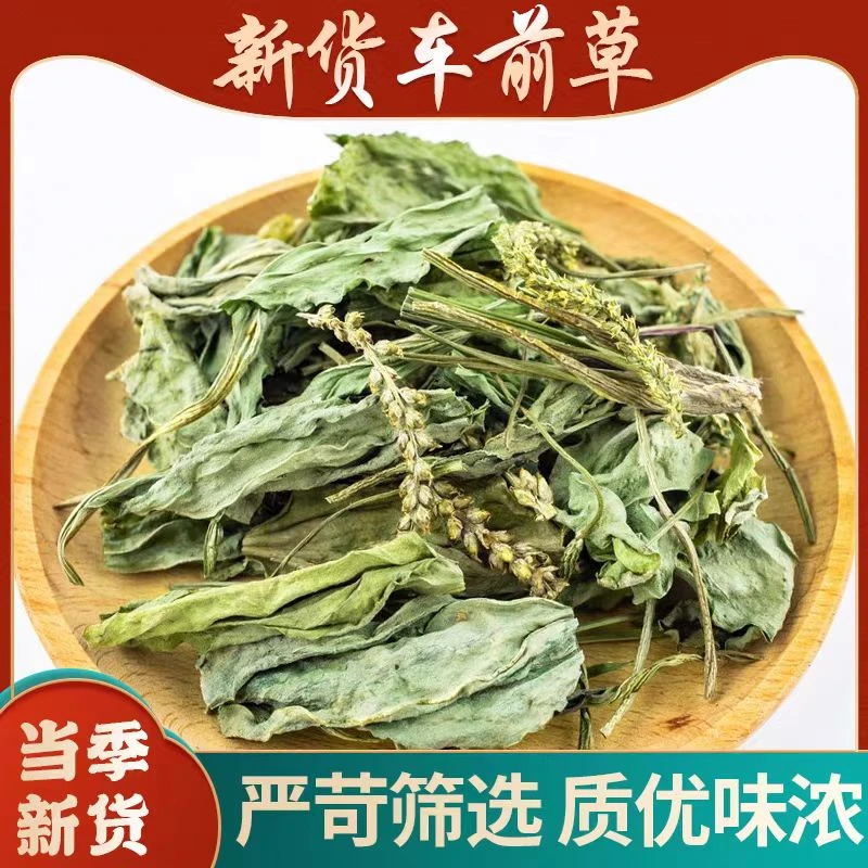 古养堂{车前草}精选好货250克/500克