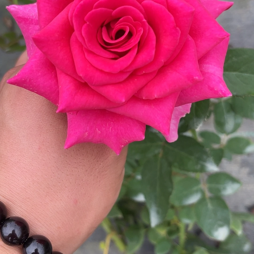 无花朵———佛洛依德 土球