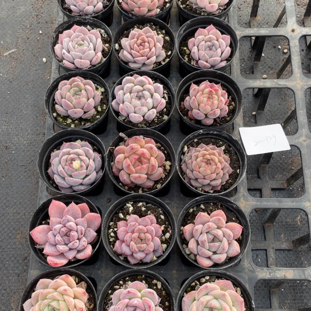 一物一拍18颗20-129