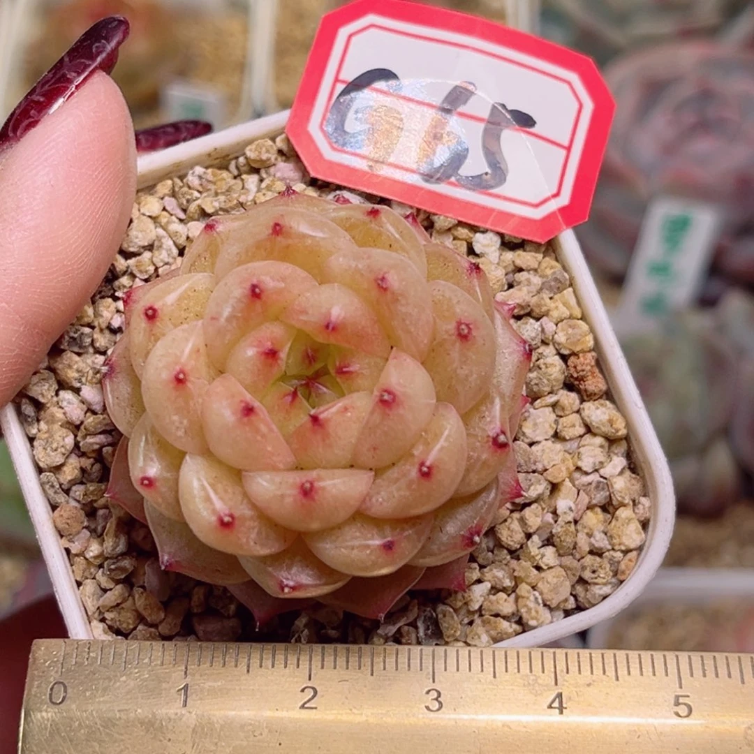 G65一物一拍 熊猫珍妮