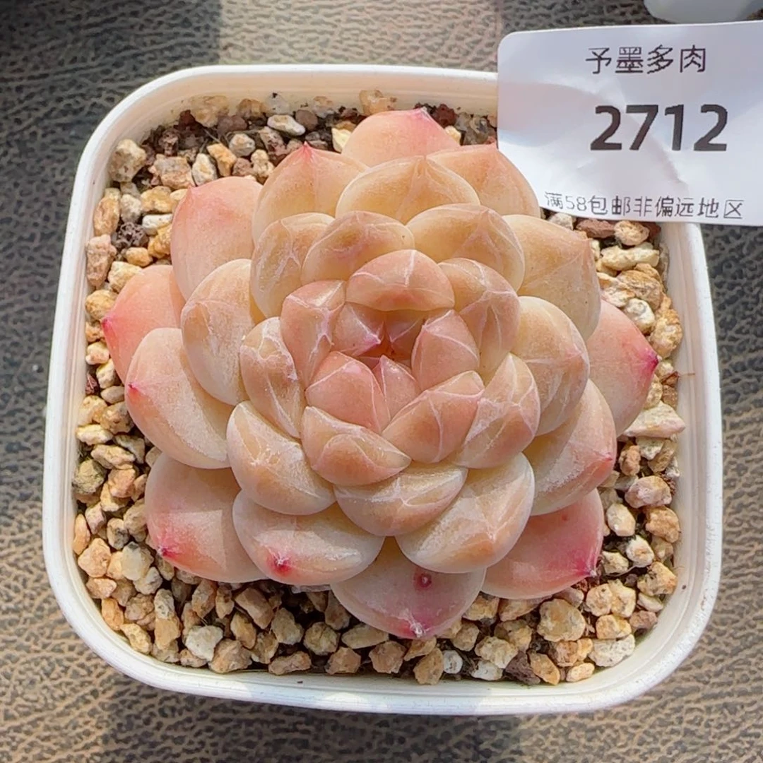 白巧冰魄，2712多肉植物