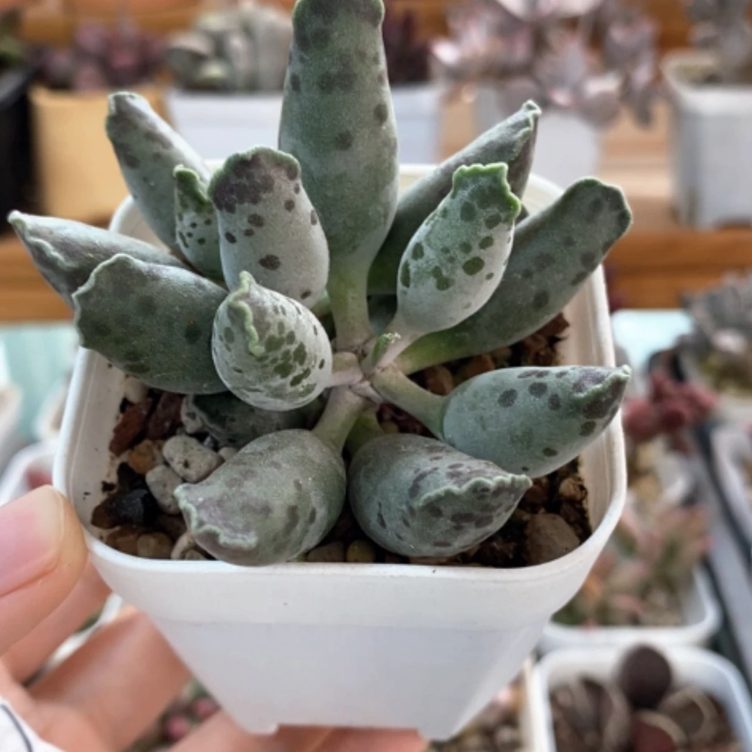 【闪购商品】无花朵海豹