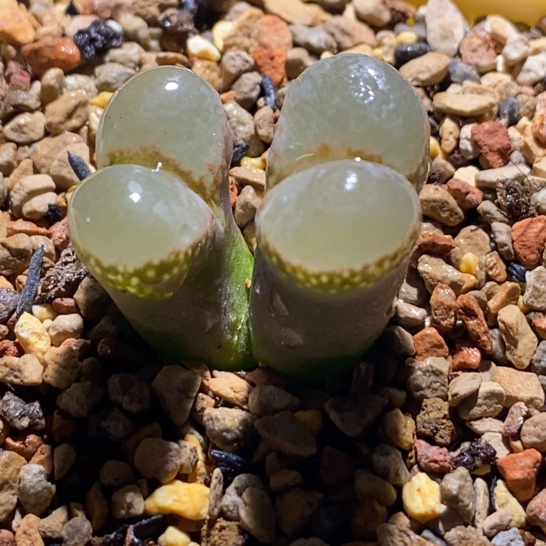 1802.1白透窗黑眼豆豆