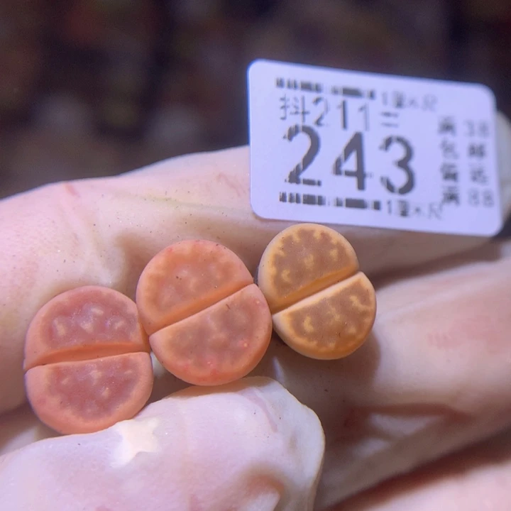 生石花多肉211.243