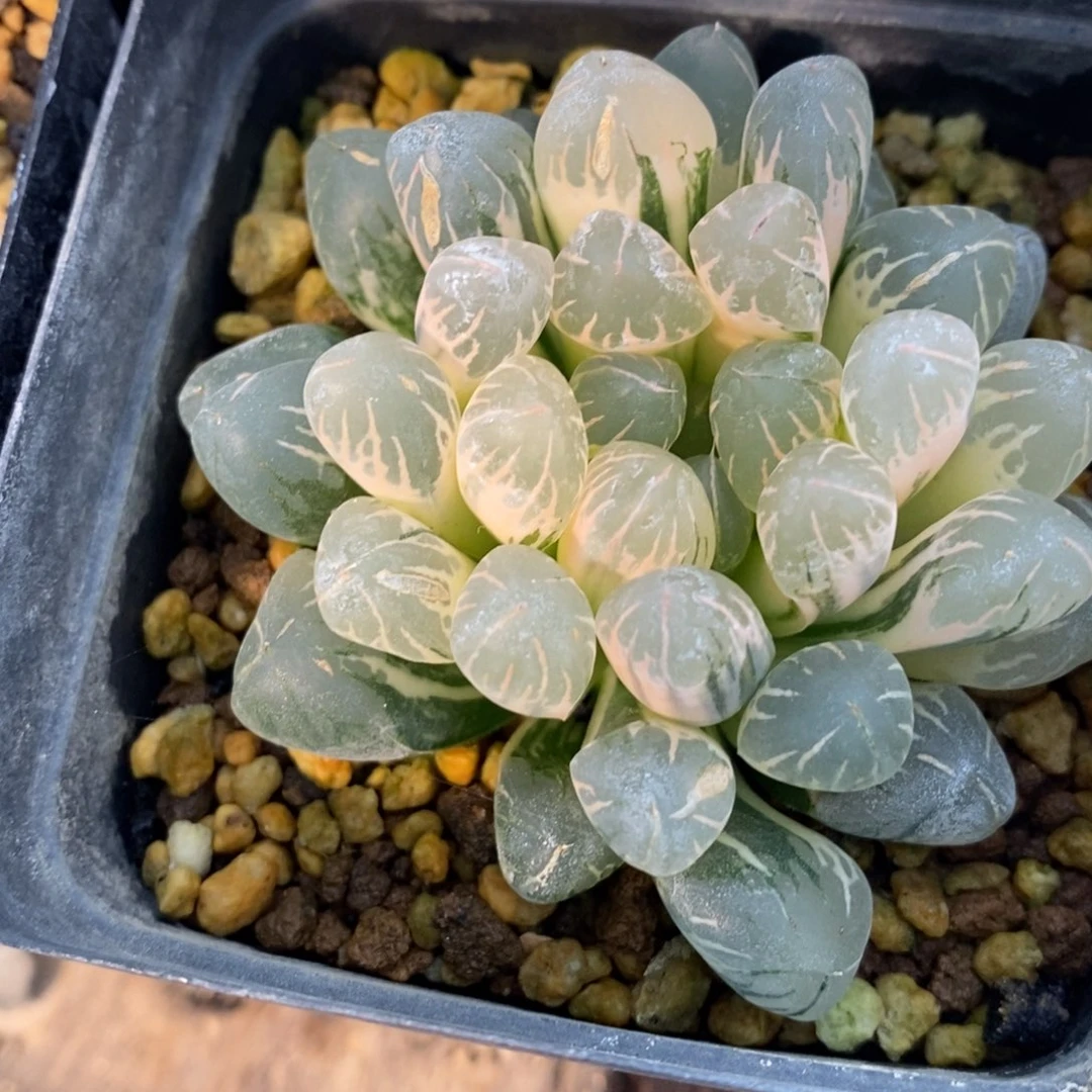 一颗实生糊斑玉露锦 开播福利