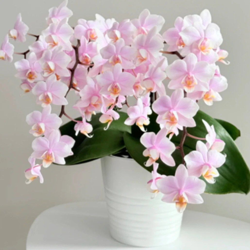 福喜【槟榔西施】有花箭出梗苗   蝴蝶兰基地直发