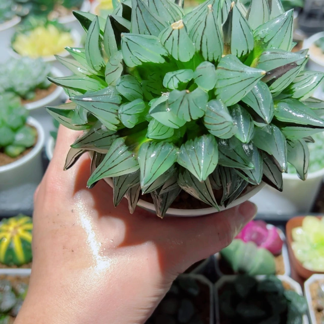 【闪购商品】多头群生西瓜寿