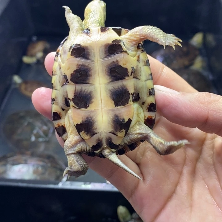 爱***喂不分公母宠物龟随单