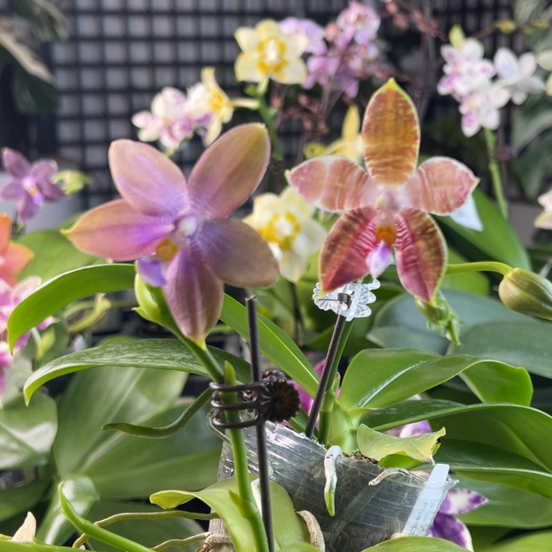 完全开放A069，星月专拍