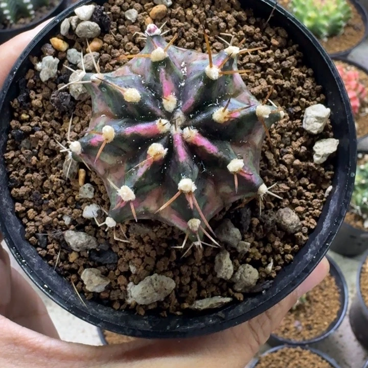 好看米哈锦福利喽