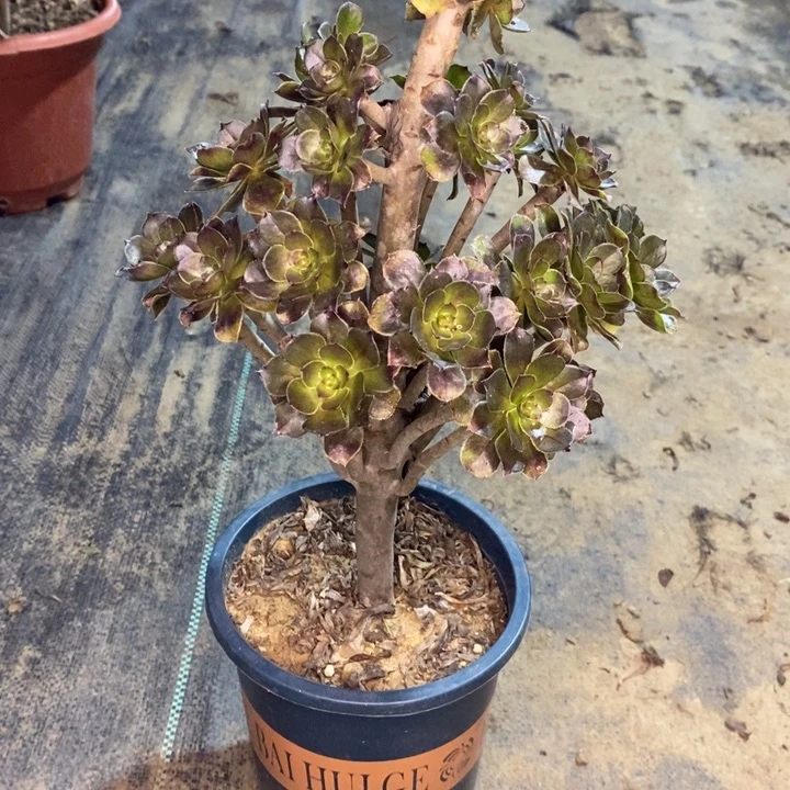 灰豆18多肉植物法师