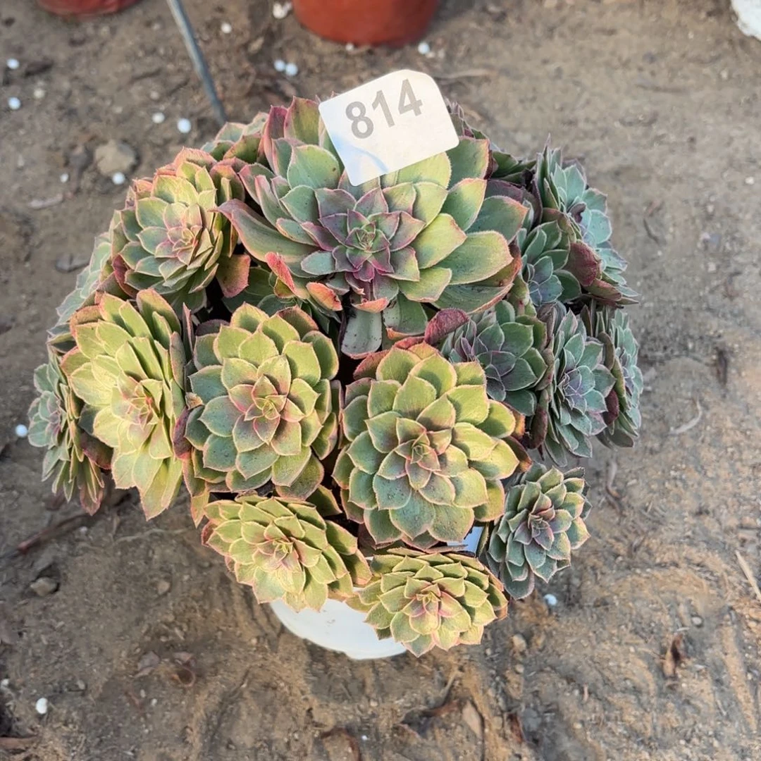 莲花座断枝不包814