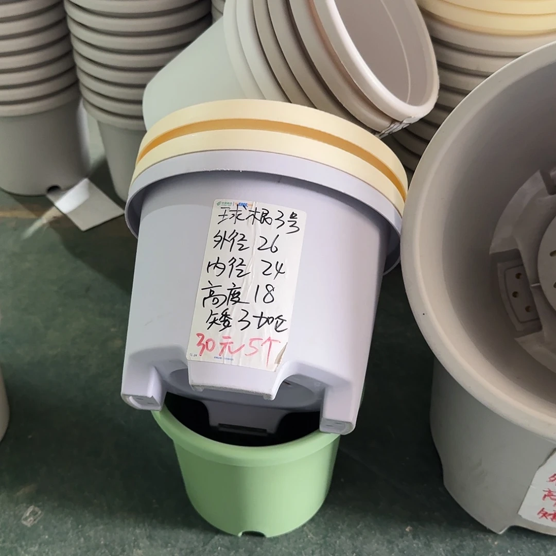 白色球根3号无拖6个