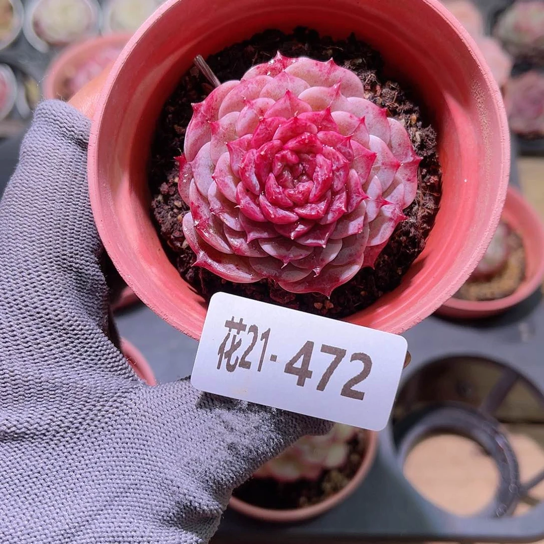 花21-472落霞单头