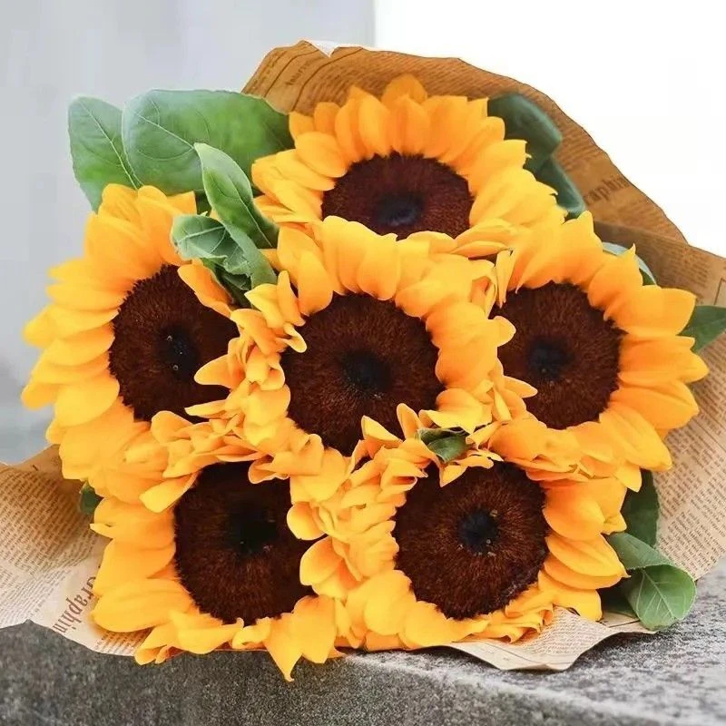 向日葵鲜花5支生花苞发货