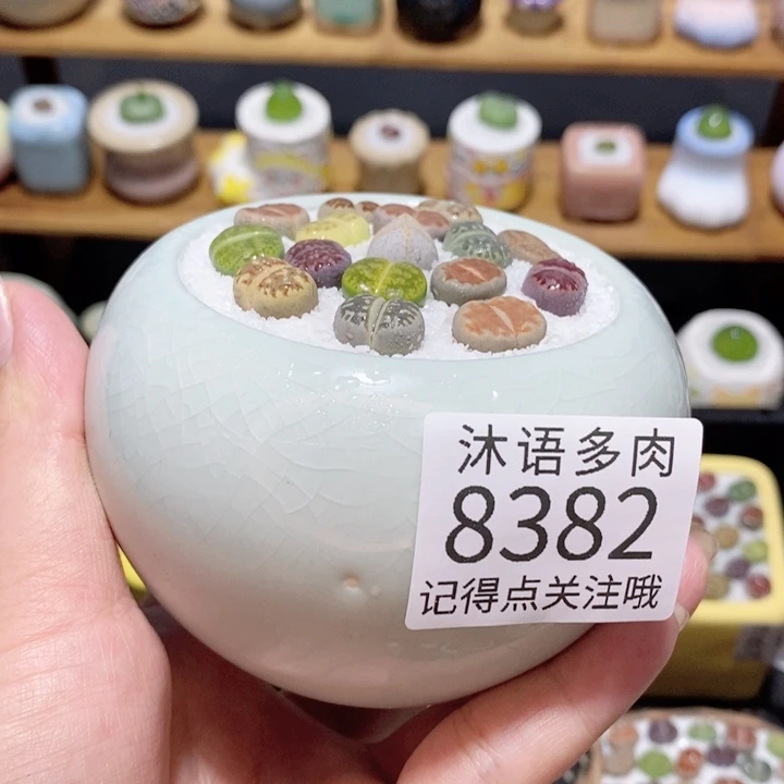 带盆土植物 精美盆栽8382 盆微瑕