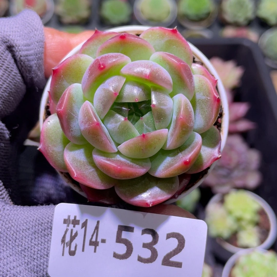 花利美14-532珍妮