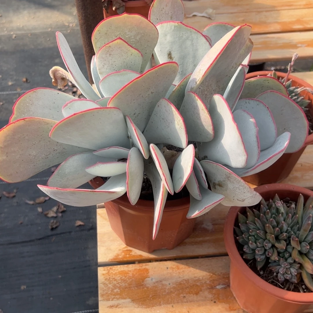 多肉大群白眉【非偏远满18包邮】