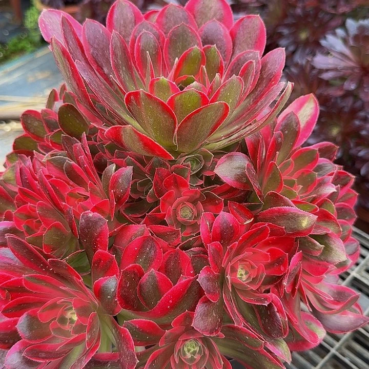 新品种妖月捧花亏本福利