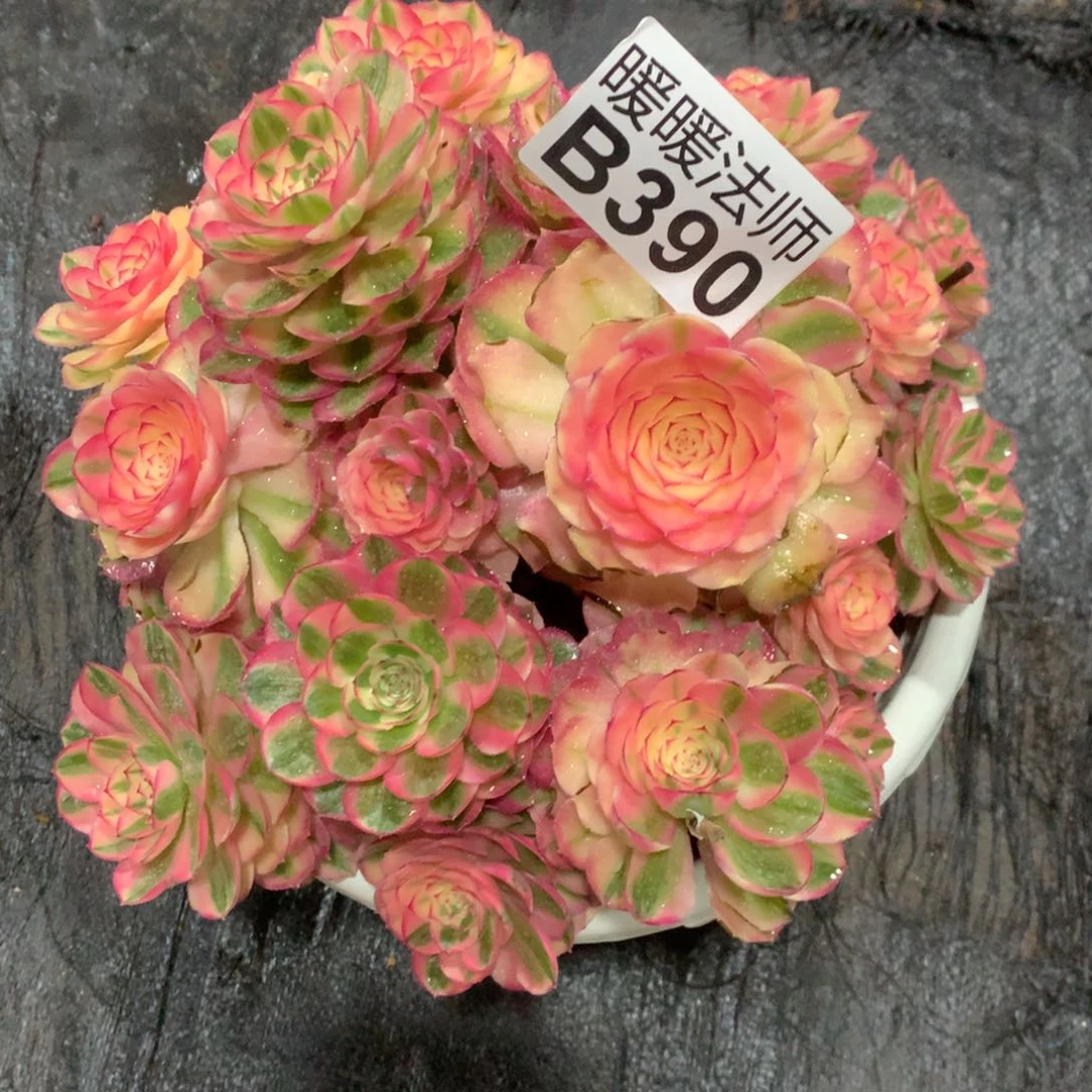 紫砂茶杯大*B390–倾城138福利福利福利