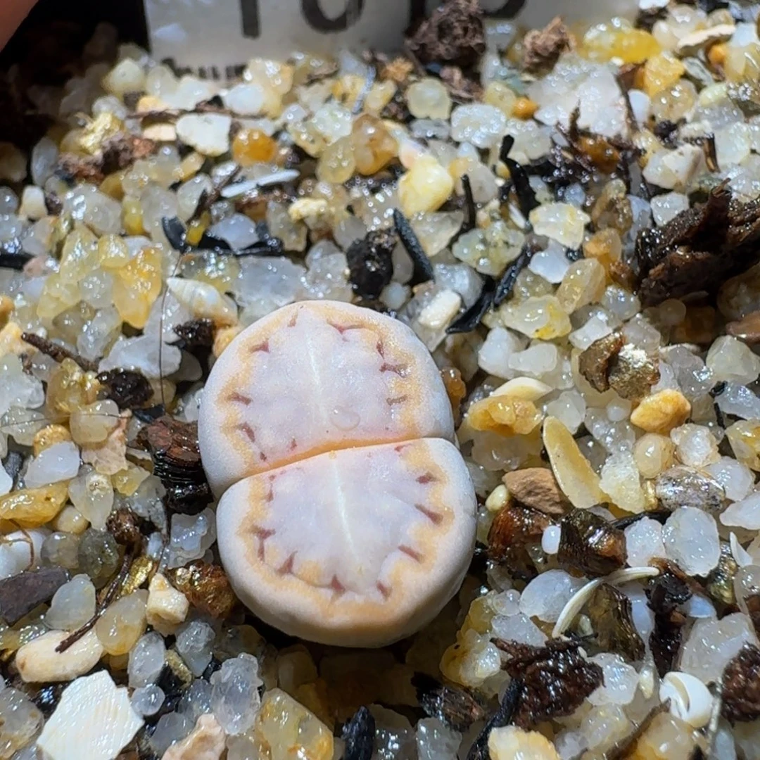 Ssss精品生石花1015