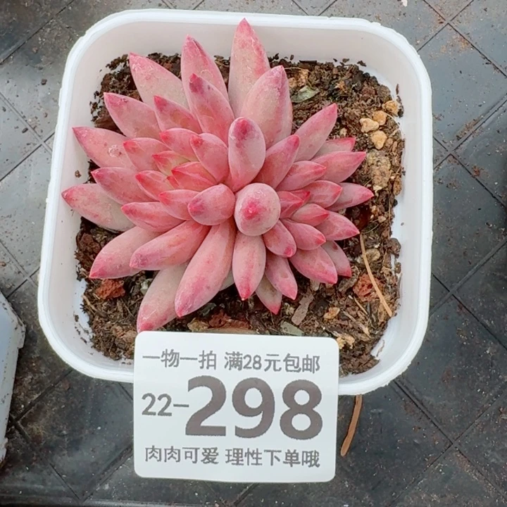 金鱼姬无盆土发货