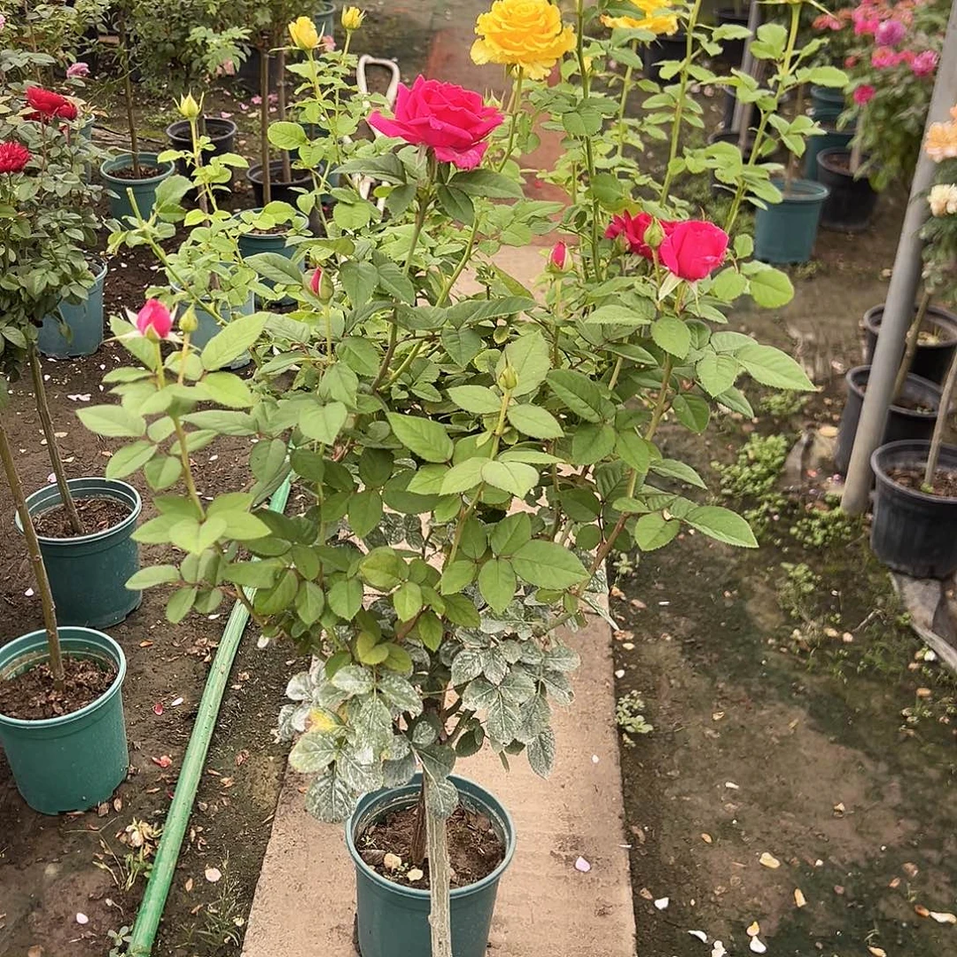 帅***语完全开放一物一拍