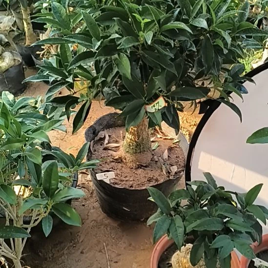 用***2完全开放四季桂花佛