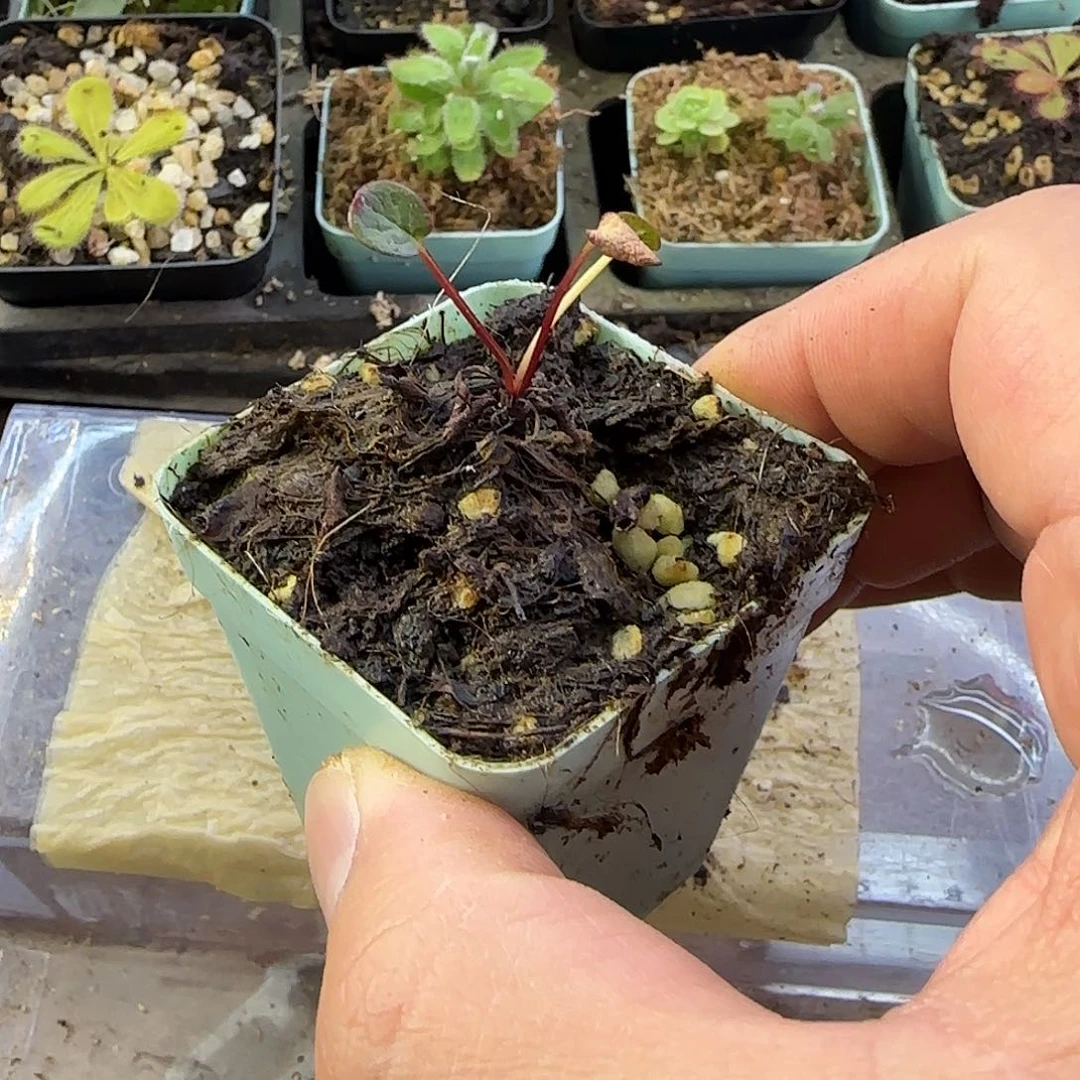 完全开放塔黄高山植物