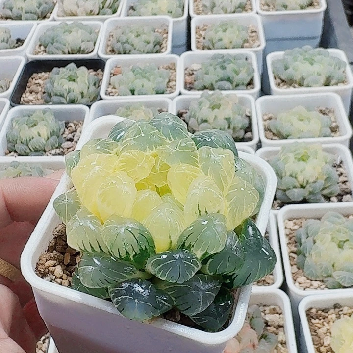 樱***o十二卷 实生冰灯锦 福利