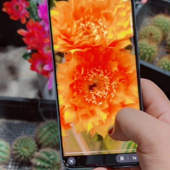 下55彩草t170 歪无根侧芽4公分左右20包邮