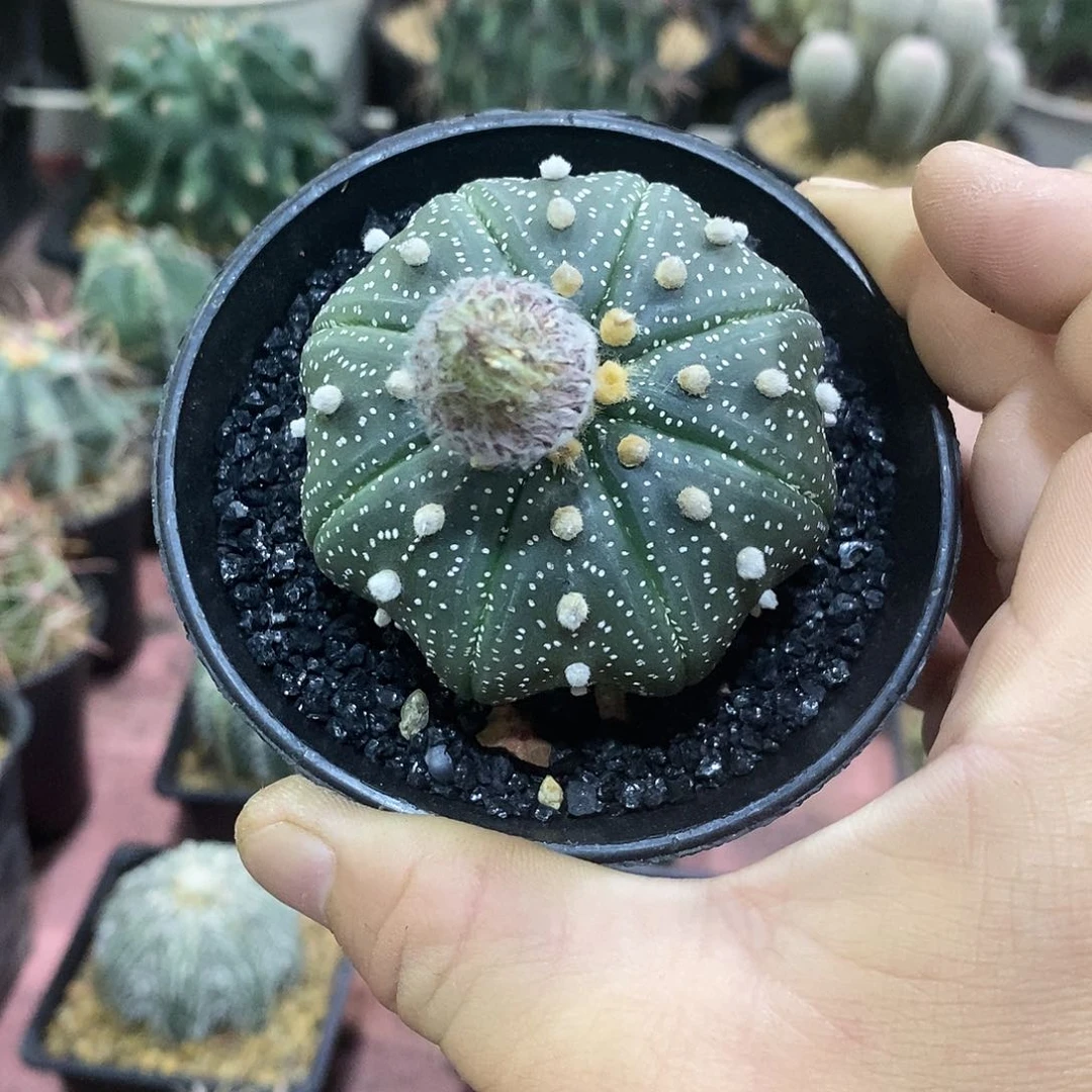 q***8完全开放海星兜仙人球仙人掌实生