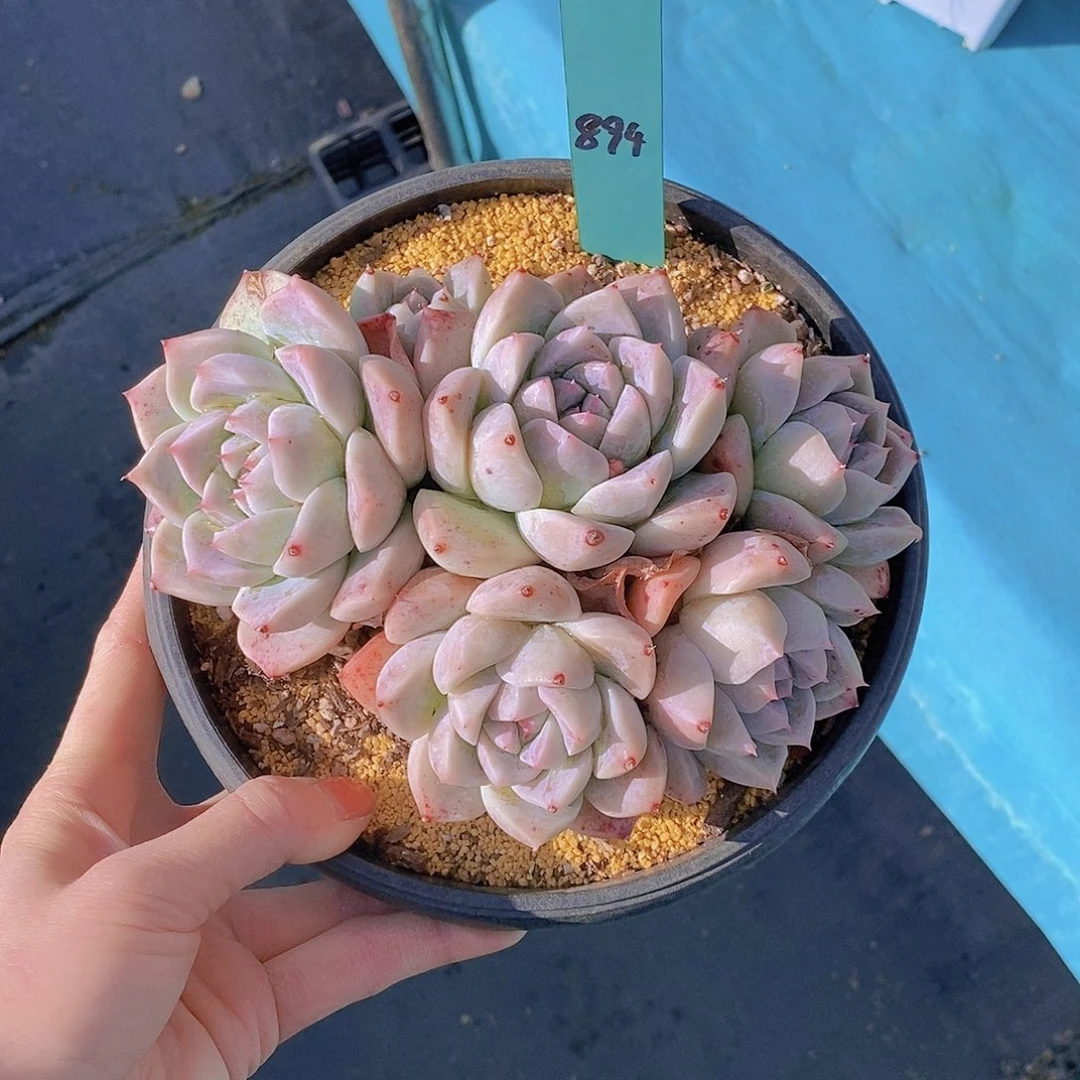 894多肉植物老桩