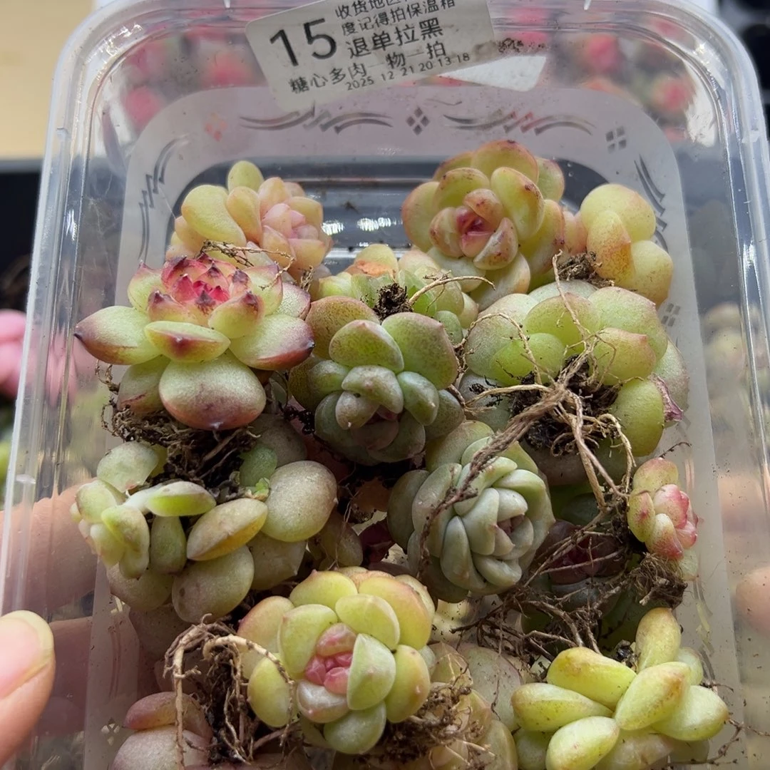 余生随心糖心多肉15号