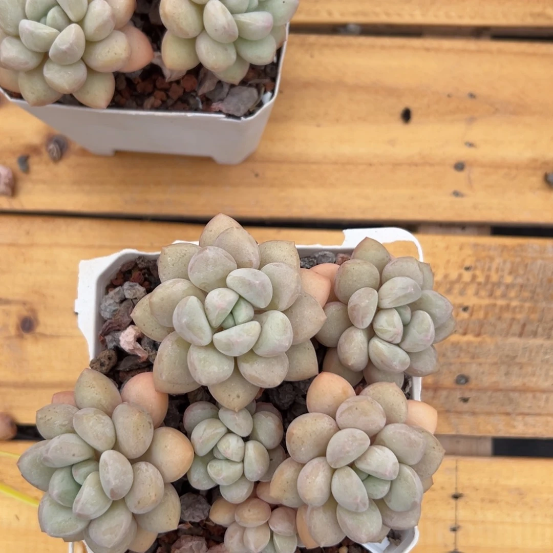 闪购2多肉精控泡泡糖