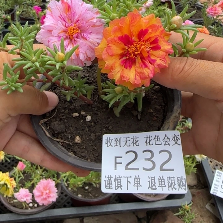 无花朵F232超小苗盆口10cm