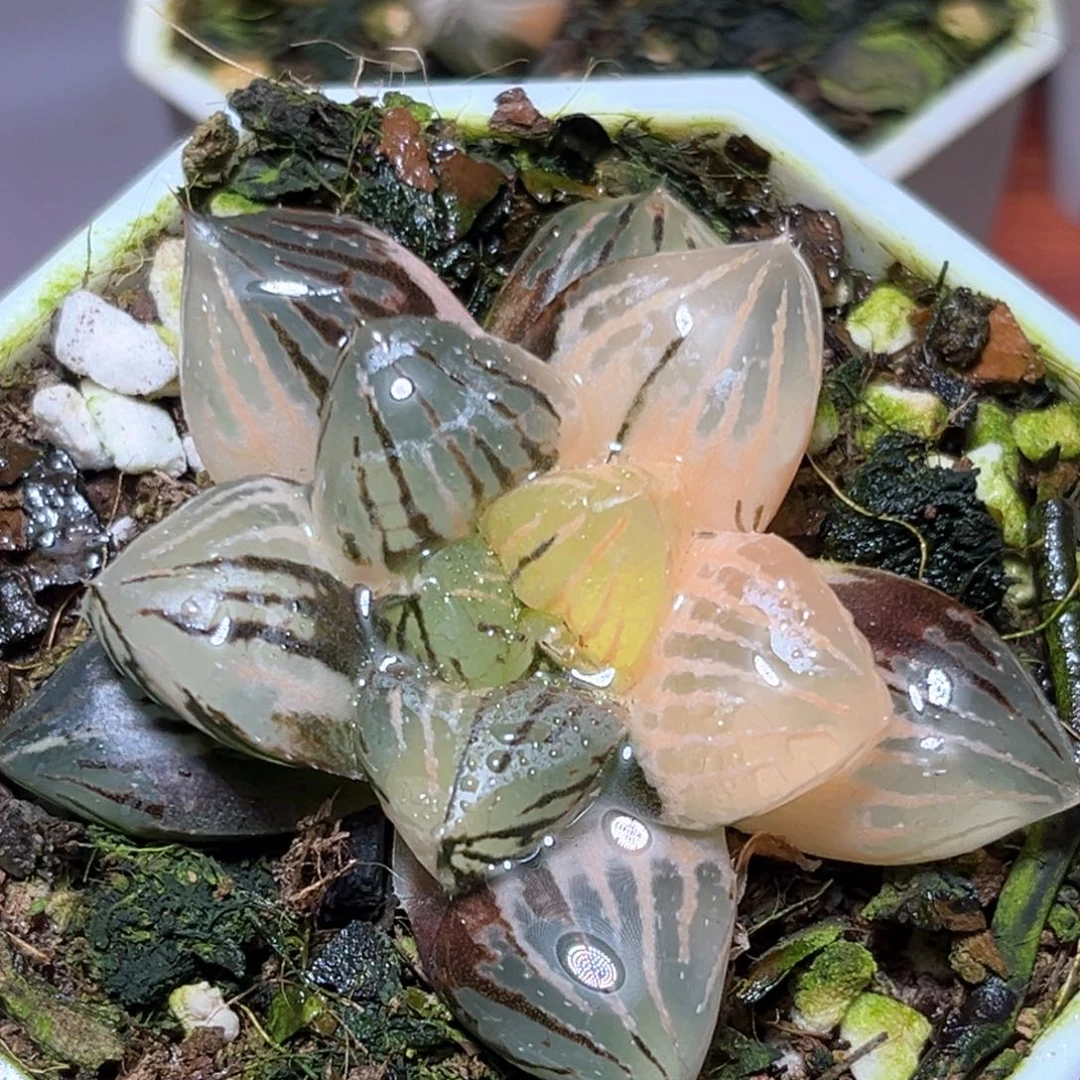 恭喜发财大吉大利2570