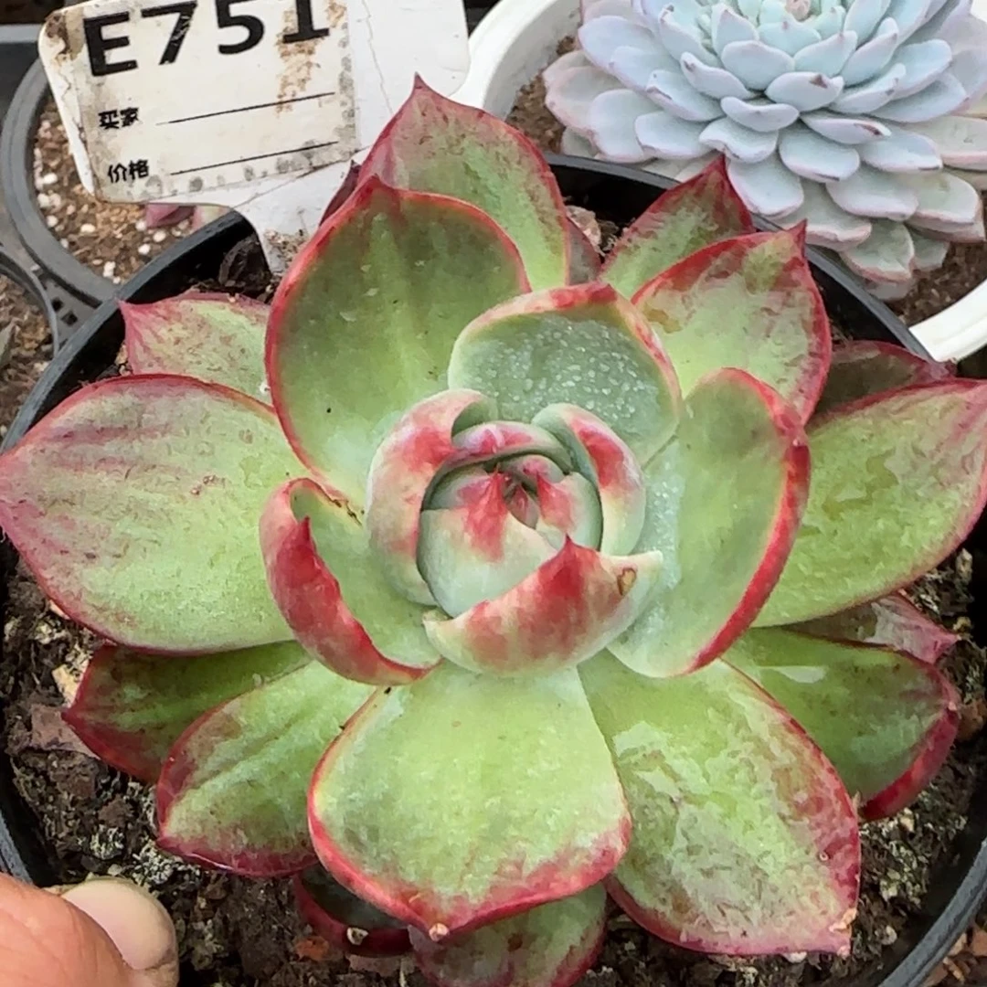 惊鸿一物一拍包装收缩花旱751